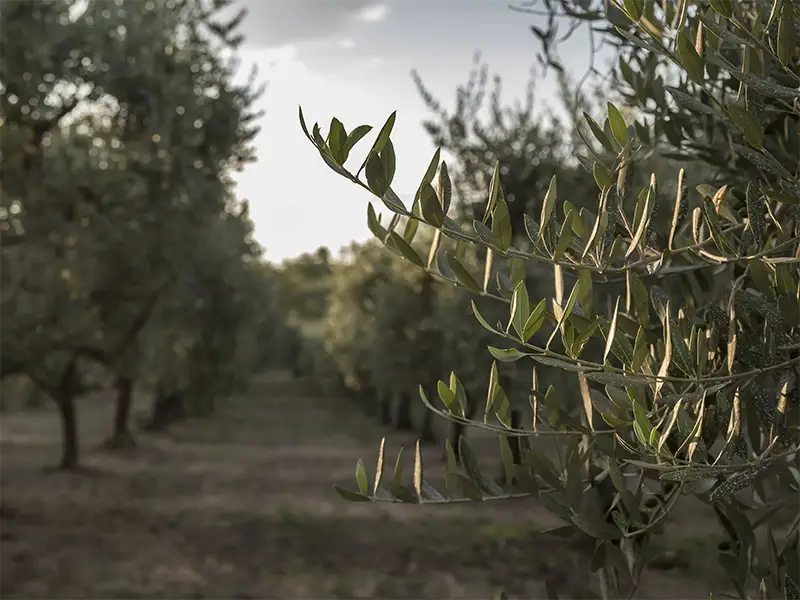 terra surti olive6 1